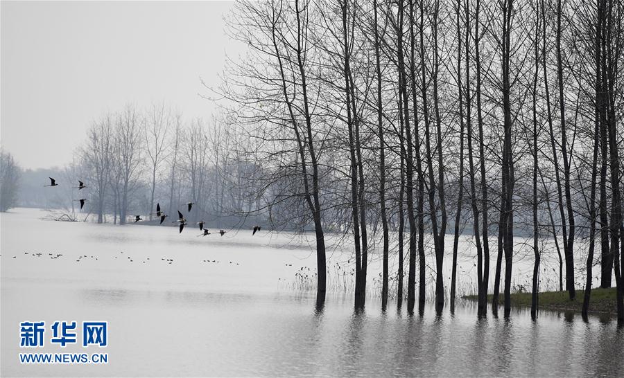 安徽霍邱水門塘 千畝水面萬頃波