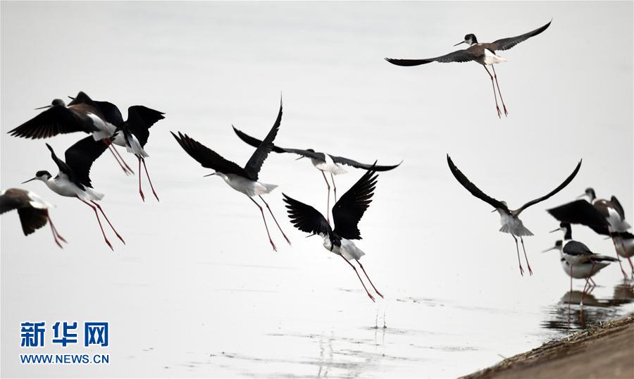 安徽霍邱水門塘 千畝水面萬頃波