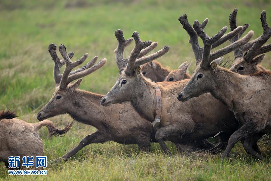 (城鄉(xiāng)熱點(diǎn))(1)世界野生動(dòng)植物日:16頭麋鹿引種放歸洞庭湖