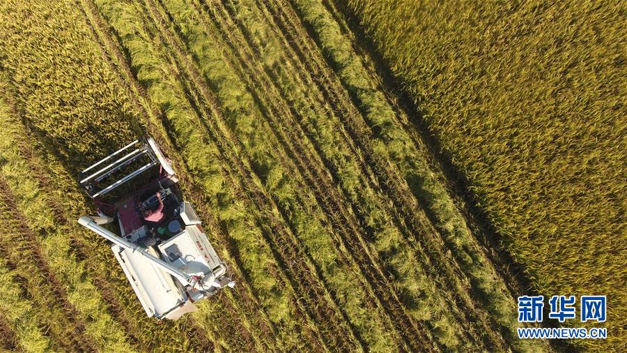 #(經(jīng)濟)(3)立夏農(nóng)忙