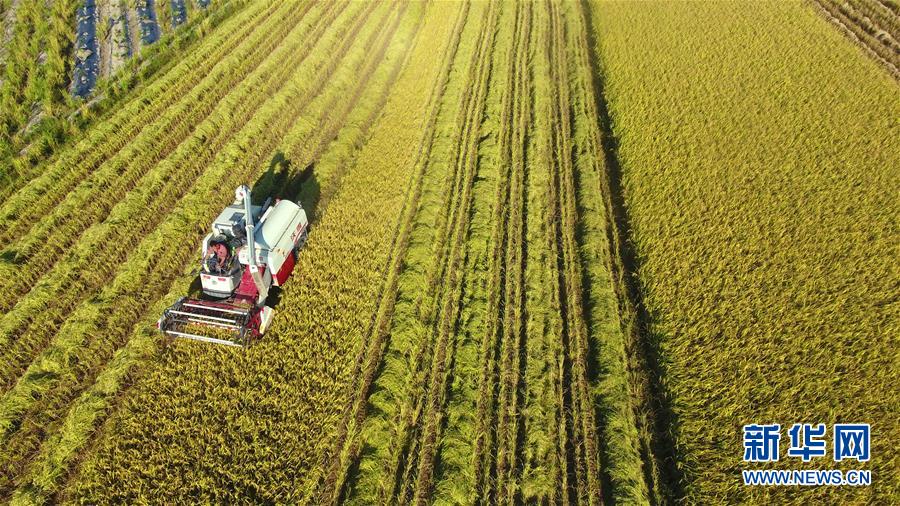 #(經(jīng)濟)(4)立夏農(nóng)忙