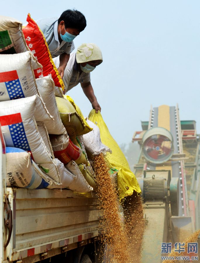 河南夏邑夏糧收購工作展開