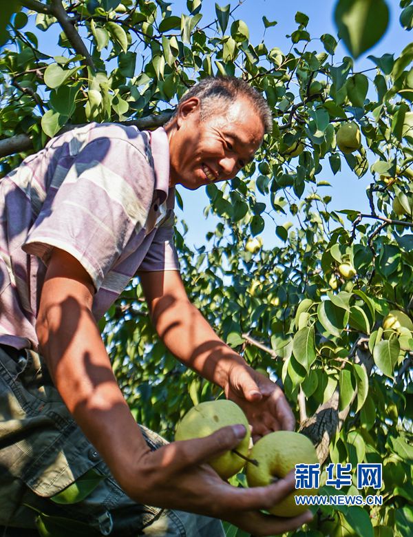河南孟津:聞香識“貢梨”