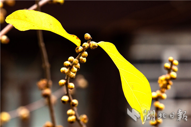 1226ںwԭﾰ^(q)ԭĔzϞ÷