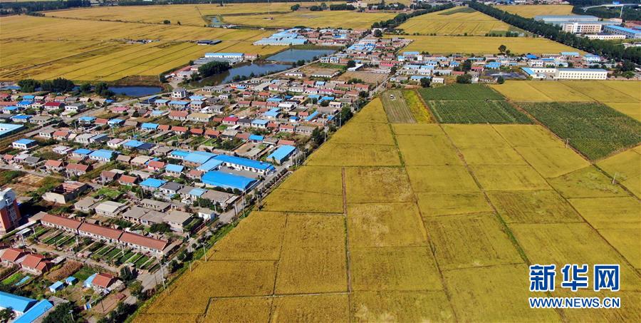 (社會(huì))(1)瞰豐收——稻谷飄香秋收忙