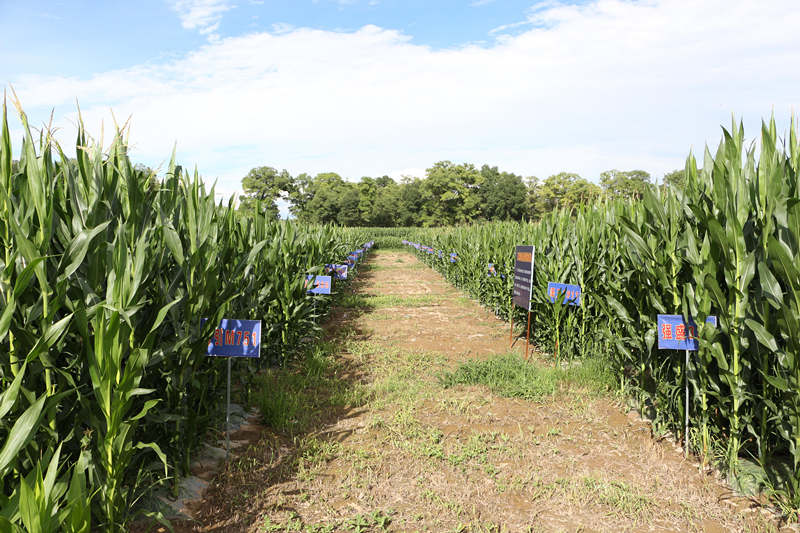 VӿhP(gun)(zhn)ʮմr(nng)I(y)ԇʾc